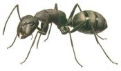 ant.jpg - 4.7 K