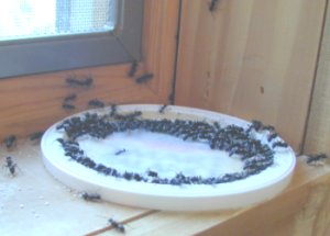 ants.jpg - 11.9 K