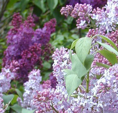 violet and purple lilacs violet and purple lilacs