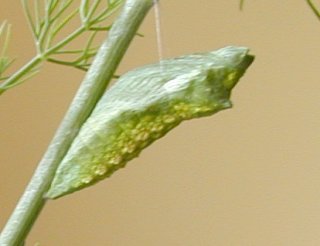 caterpillar3.jpg - 12.2 K