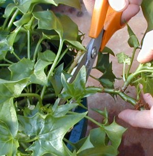 choose a section from a healthy plant choose a section from a healthy plant