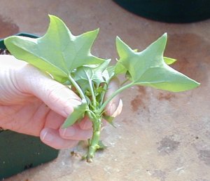 Pull the bottom leaves off Pull the bottom leaves off