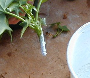 Dip the lower portion into root hormone Dip the lower portion into root hormone