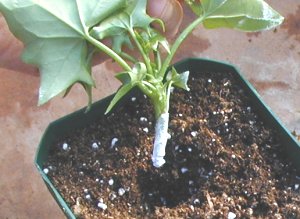 poke a hole in the soil poke a hole in the soil