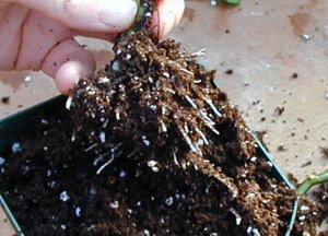 german ivy roots at 10 days german ivy roots at 10 days