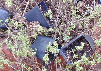 lemon thyme lemon thyme