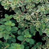 lemon thyme lemon thyme