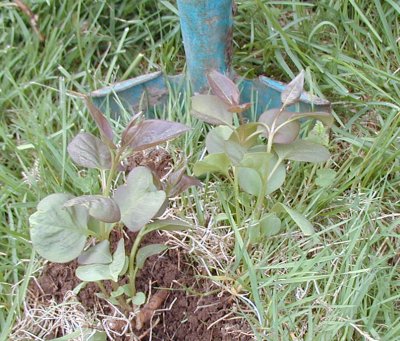 lilac cutting lilac cutting