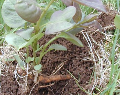 lilac root lilac root