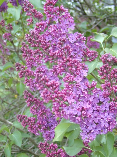 french lilac french lilac