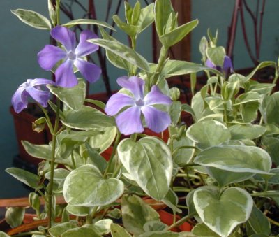 vinca vine vinca vine
